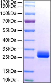 Recombinant Human GSTA1 Protein