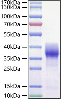 Recombinant Mouse Basigin/CD147 Protein