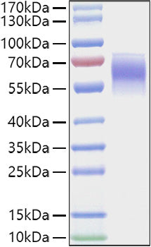 Recombinant Mouse FGFR-4/CD334 Protein