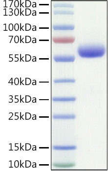 Recombinant Human LAIR-1/CD305 Protein