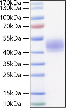 Recombinant Mouse Lung surfactant protein D/SFTPD Protein