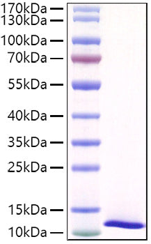 Recombinant Mouse SPINK4 Protein