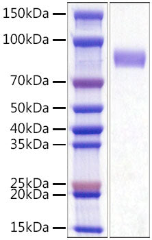 Recombinant Mouse Siglec-3/CD33 Protein