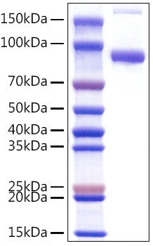 Recombinant Mouse Fc-gamma RIIB/CD32b Protein