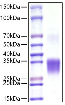 Recombinant Mouse CD8a Protein