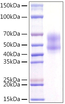 Recombinant Human MITF Protein