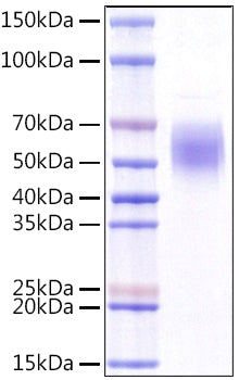 Recombinant Human KLRG1/CLEC15A/CD369 Protein