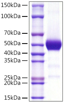 Recombinant Human Thy-1/CD90 Protein