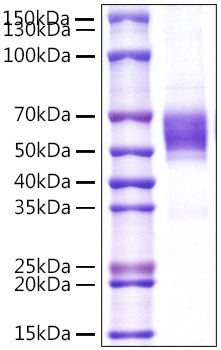 Recombinant Human NKG2-D/KLRK1/CD314 Protein