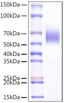 Recombinant Mouse IL-1RL1/ST2 Protein