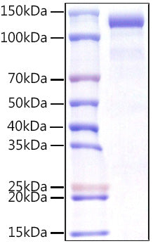 Recombinant Human gp140/CDCP1/CD318 Protein