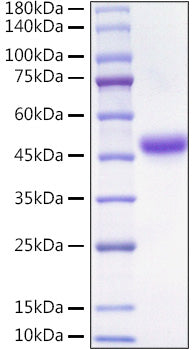 Recombinant Mouse Alpha-2-MRAP/LRPAP1 Protein