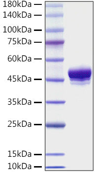 Recombinant Mouse TNFRSF9/4-1BB/CD137 Protein