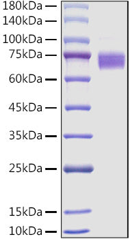 Recombinant Mouse Fc-epsilon RI-alpha/FCER1A Protein