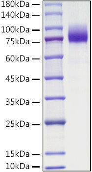 Recombinant Mouse CSF1R/M-CSF R/CD115 Protein