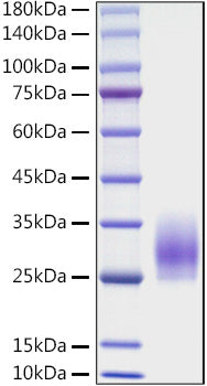 Recombinant Mouse CD83 Protein