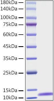 Recombinant Human EGF Protein