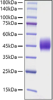 Recombinant Mouse SLAMF2/CD48 Protein