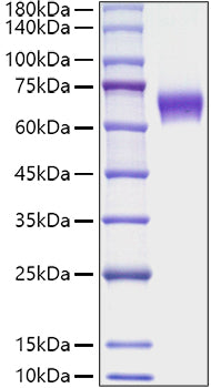 Recombinant Mouse TNFRSF9/4-1BB/CD137 Protein