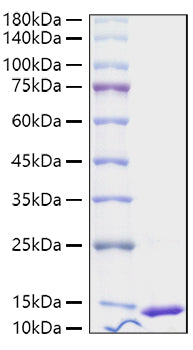 Recombinant Human S100-A4 Protein