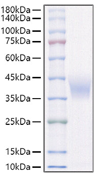 Recombinant Rat IL-4RA/CD124 Protein