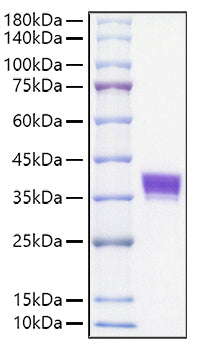 Recombinant Mouse Ep-CAM/TROP-1/CD326 Protein