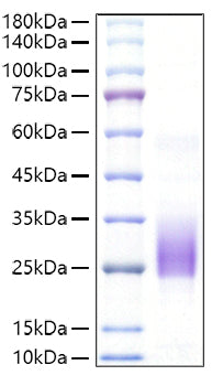 Recombinant Mouse BY55/CD160 Protein