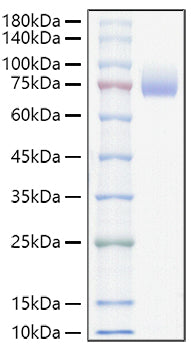 Recombinant Mouse ALCAM/CD166 Protein