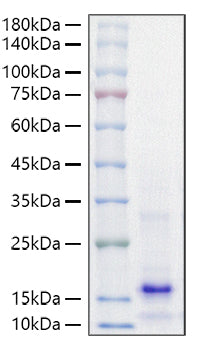 Recombinant Mouse Parathormone/PTH Protein