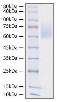 Recombinant Mouse SIRP-alpha/CD172a Protein