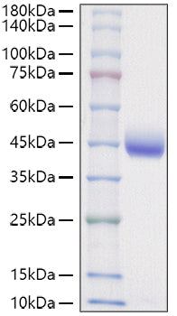 Recombinant Mouse Nectin-2/PVRL2/CD112 Protein