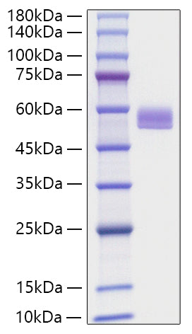 Recombinant Mouse Serpin F1 Protein