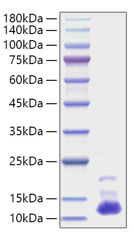 Recombinant Human CXCL7/PPBP Protein