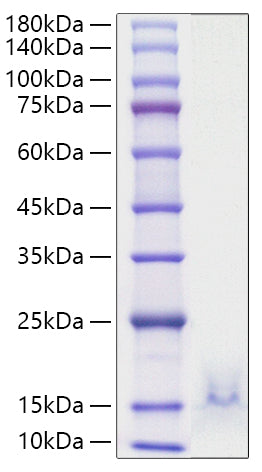 Recombinant Human CCL5/RANTES Protein