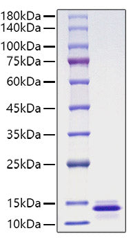 Recombinant Human CCL13/MCP-4 Protein