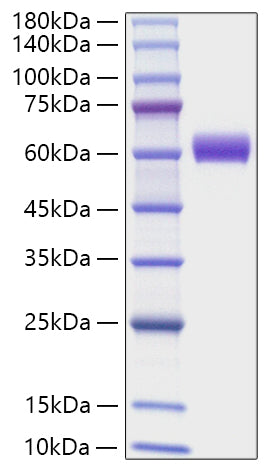 Recombinant Mouse Angiotensinogen/AGT Protein