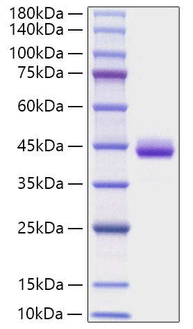 Recombinant Human CXCL1/GRO-alpha Protein