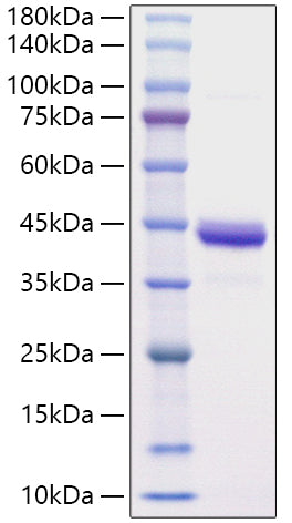 Recombinant Human CXCL2/MIP-2 Protein