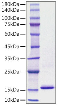 Recombinant Human S100-A8 Protein