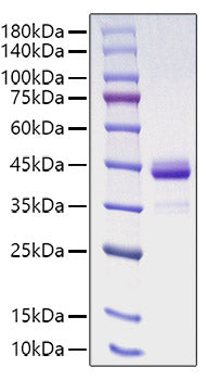 Recombinant Human CCL13/MCP-4 Protein