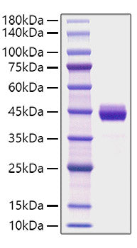 Recombinant Mouse CXCL1/GRO-alpha Protein