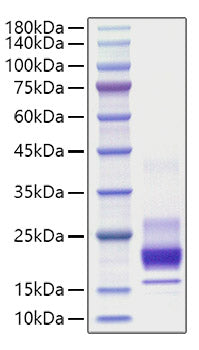 Recombinant Mouse IFN-gamma Protein