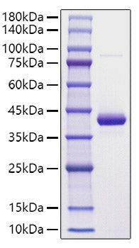 Recombinant Human CCL8/MCP-2 Protein