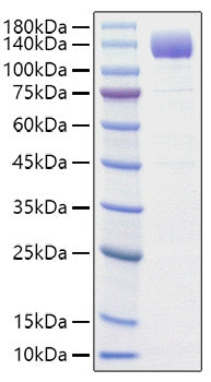 Recombinant Rat VEGFR-2/KDR/CD309 Protein