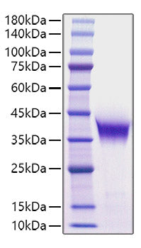 Recombinant Human/Mouse FGF-8B Protein