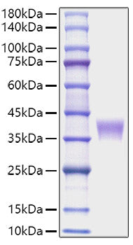 Recombinant Mouse LILRB4/CD85k/ILT3 Protein