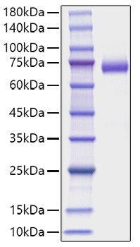 Recombinant Mouse DLL4 Protein