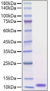 Recombinant Mouse EGF Protein