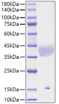 Recombinant Mouse Latent TGF-beta 1(C33S) Protein