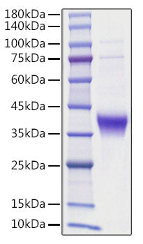 Recombinant human Ephrin-A3/EFNA3 Protein